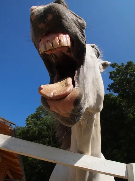 Häst skratta — Stockfoto