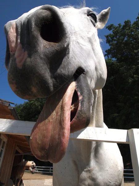 Koń wystaje jej język — Zdjęcie stockowe