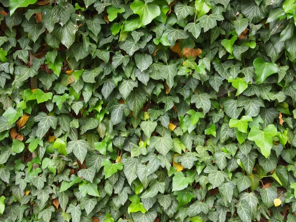 Ivy couvrant le mur — Photo