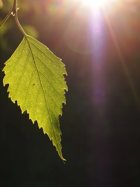 자연 배경입니다. 녹색 잎 — 스톡 사진