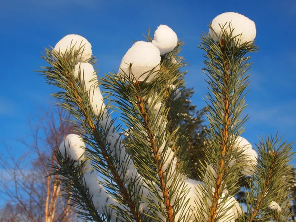 Karla kaplı ağaçlarla kaplı güzel kış manzarası — Stok fotoğraf