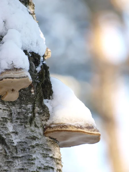 Pilze im Schnee — Stockfoto