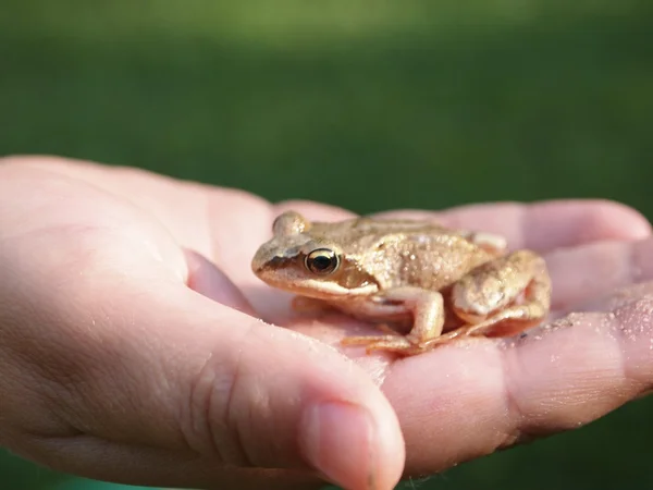 stock image Frog on a Hand