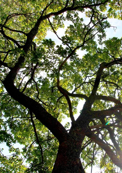 Árboles forestales. naturaleza madera verde luz del sol fondos. — Foto de Stock