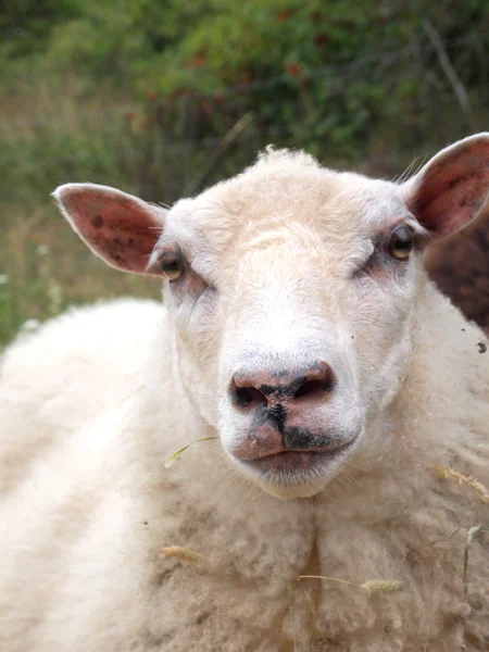 Owce z jej dwa jagnięta przed białym tle — Zdjęcie stockowe