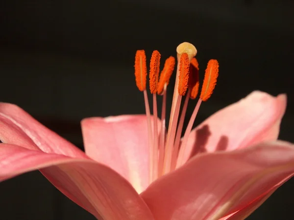 Flower, fecha na Primavera. — Fotografia de Stock
