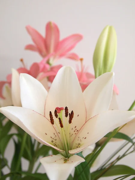 Stock image Flower, close up at the spring time