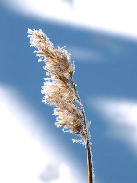 Reed no inverno — Fotografia de Stock