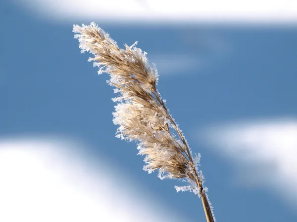 Reed no inverno — Fotografia de Stock