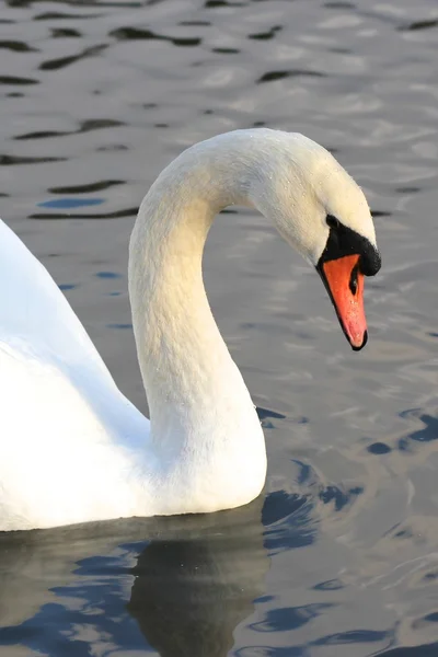 Swan bird — Stock Photo, Image