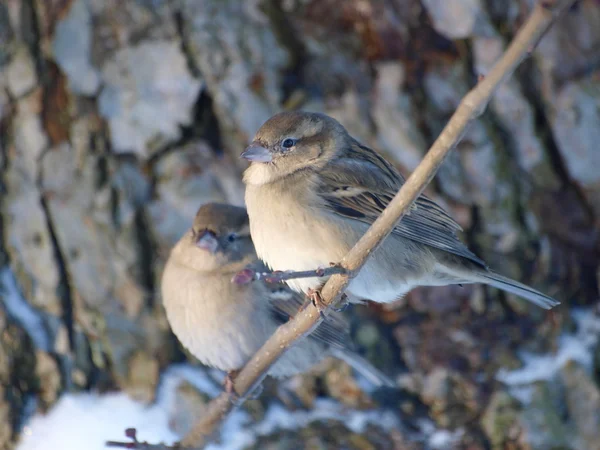Sparrow na větvi, izolovaných na bílém pozadí. — Stock fotografie