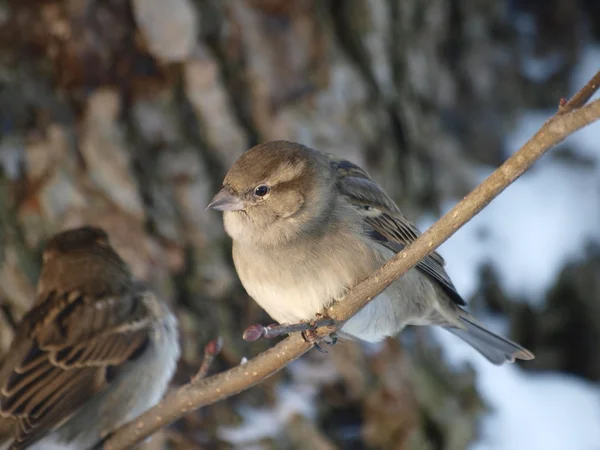 Sparrow på gren, isolerad på vit bakgrund. — Stockfoto