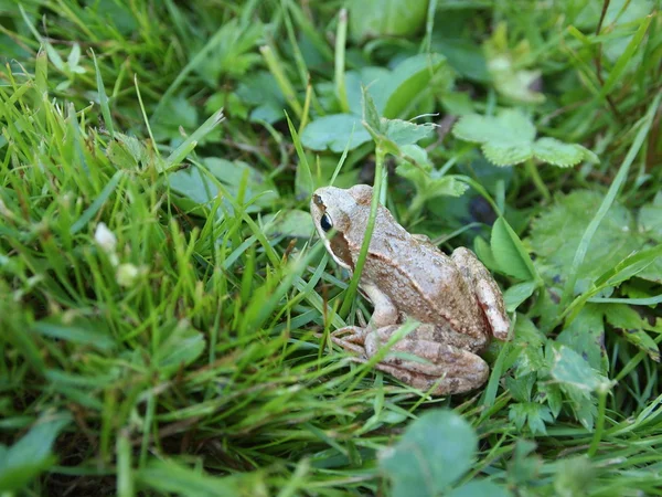 stock image Frog peeking out from behind the leaves