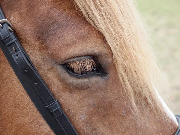 Kör bay häst i öknen — Stockfoto