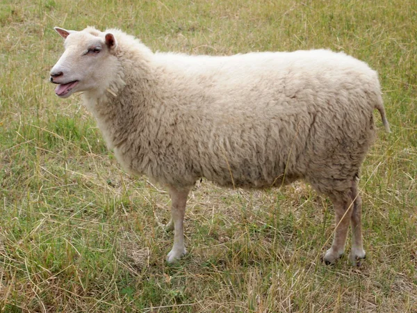 Suffolk πρόβατα — Φωτογραφία Αρχείου
