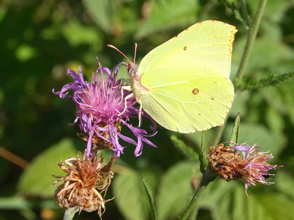 Papillon jaune sur la fleur d'herbe . — Photo
