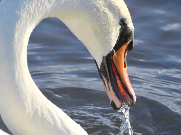 Mute Swan on water — Stock Photo, Image