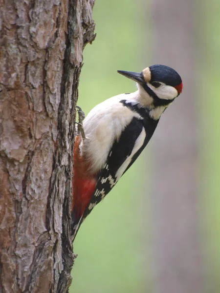 Great Spotted Woodpecker on a tree — Stock Photo, Image