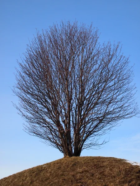 Дерево і небо — стокове фото