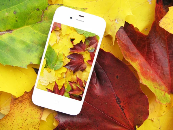 Cellulare sulle foglie colorate autunno — Foto Stock