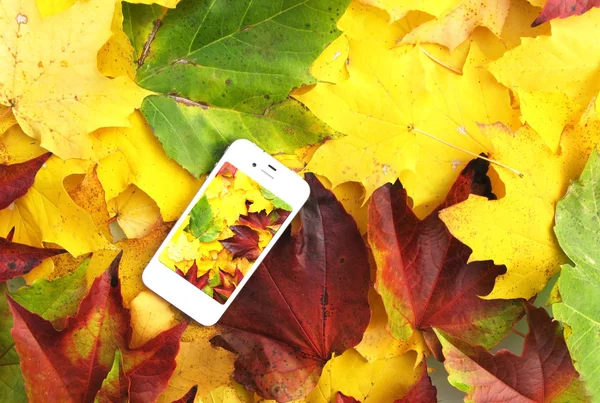 stock image Cell phone on the autumn leaves