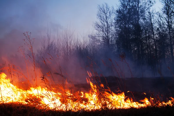 stock image Forest fire