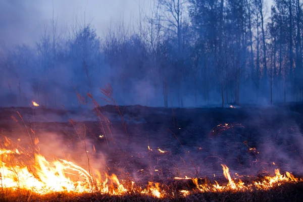森林火災 ロイヤリティフリーのストック写真