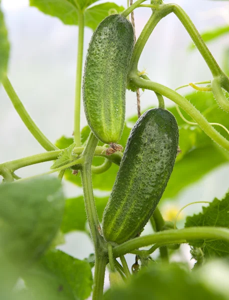 Cucumbers in the garden — Stock Photo, Image