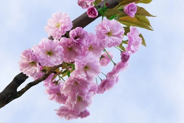 Flores de sakura rosa — Foto de Stock