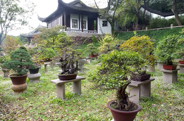 Bonsai jardim — Fotografia de Stock