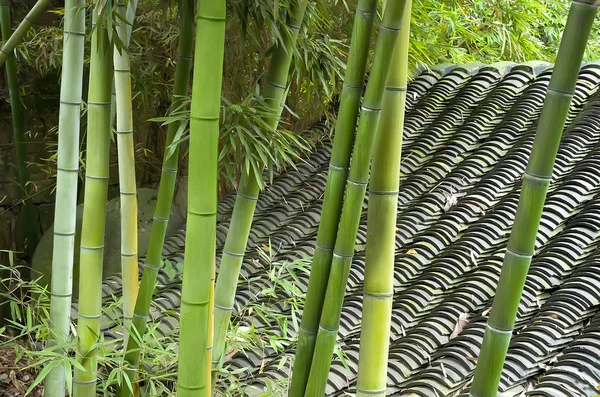 Stock image Green bamboo