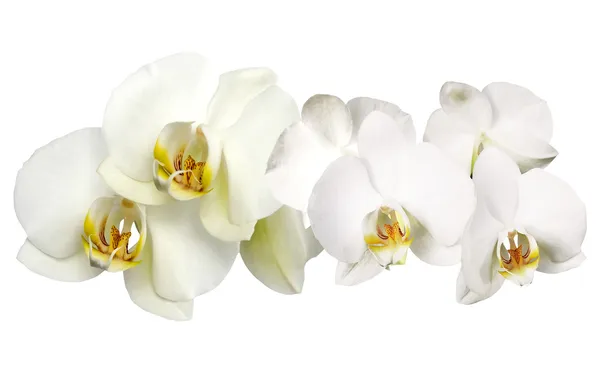 Bloem orchid Stockafbeelding
