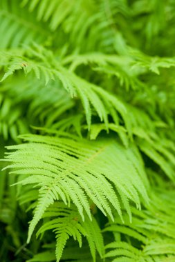 Polypody bitki