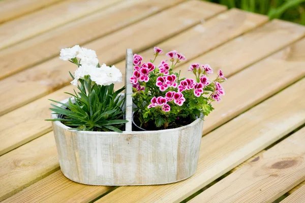 Flowers in pot — Stock Photo, Image