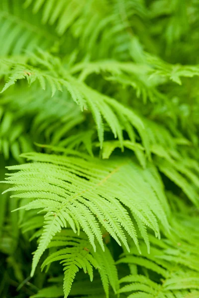 stock image Polypody plant