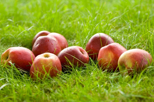 Manzana en el jardín — Foto de Stock