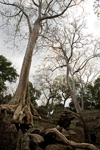 Ruínas dos templos, Angkor Wat, Camboja — Fotografia de Stock