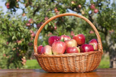 Apples in basket clipart