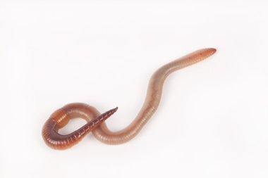 Earthworm clipart