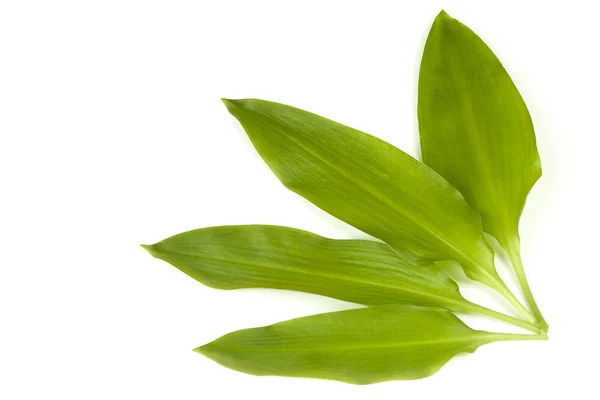 Stock image Wild garlic