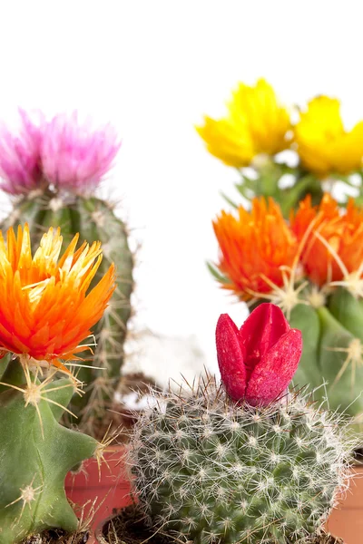 stock image Cactuses