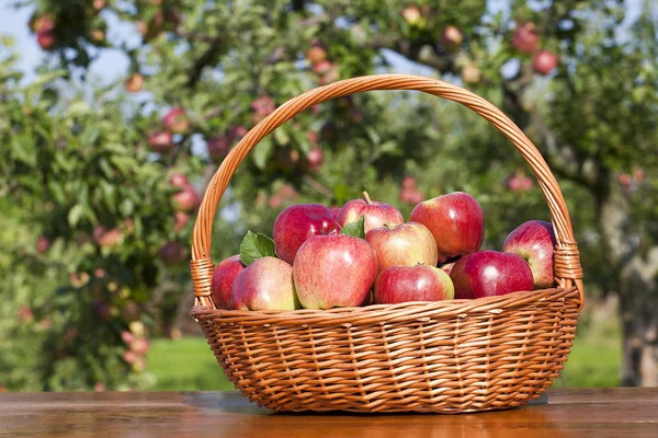 Äpfel im Korb — Stockfoto