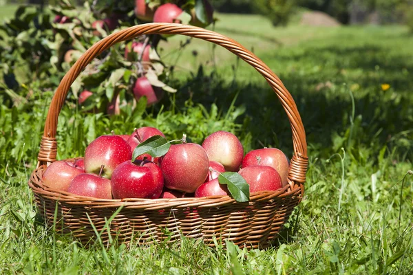 Korb mit Äpfeln — Stockfoto