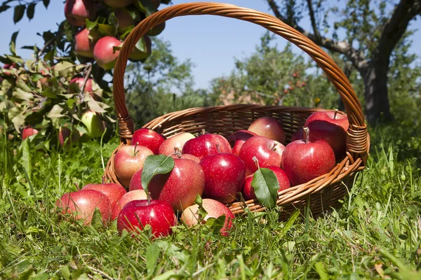 Canasta de manzanas —  Fotos de Stock