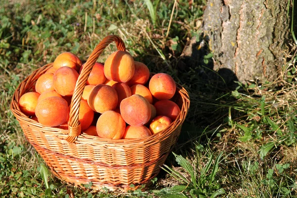 Panier d'abricots — Photo