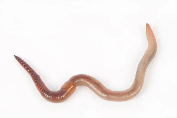 Earthworm — Stock Photo, Image