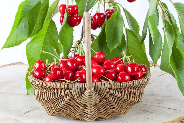 Košík čerstvé červené třešně — Stock fotografie