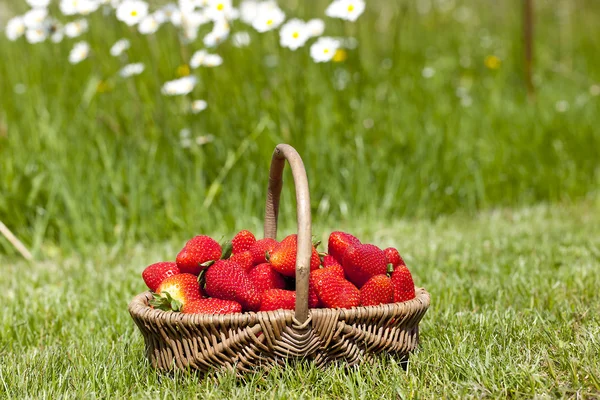 草莓味 免版税图库照片