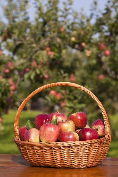 Jabłka w koszyku Obraz Stockowy