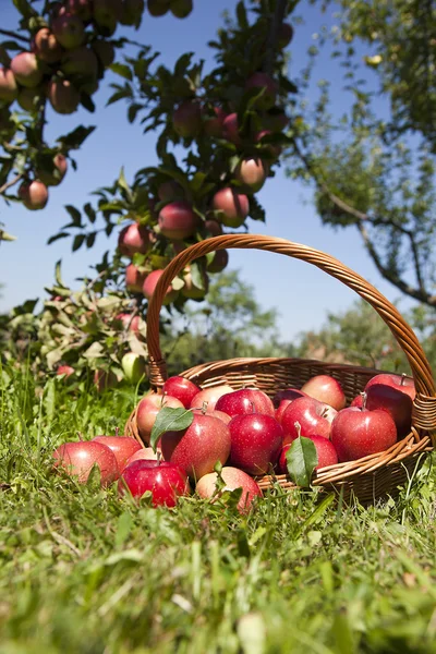 Świeże jabłka czerwony Zdjęcia Stockowe bez tantiem